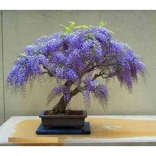 Tohumcumm 10 Adet Tohum Bodur Bonsai Jakaranda Ağaç Tohumu Bonsai Ağacı Tohumu