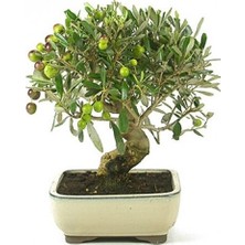 Tohumcumm 3 Adet Tohum Bonsai Zeytin Ağacı Tohumu Zeytin Tohumu