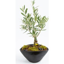 Tohumcumm 3 Adet Tohum Bonsai Zeytin Ağacı Tohumu Zeytin Tohumu