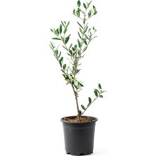 Tohumcumm 3 Adet Tohum Bonsai Zeytin Ağacı Tohumu Zeytin Tohumu