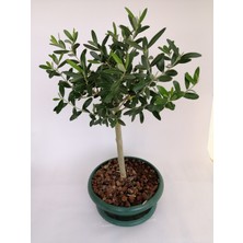 Tohumcumm 3 Adet Tohum Bonsai Zeytin Ağacı Tohumu Zeytin Tohumu