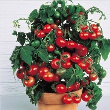 Serdar Çam Tohumculuk Nadir Cherry Domatesi Tohumu Ekim Seti Saksılık Domates Tohumu 10 Tohum Saksı Toprak Kombin