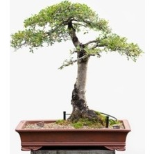 Murat Tohumculuk Murat Tohum Bodur Bonsai Sarı Alıç Ağacı Tohumu Ekim Seti 5 Adet Tohum  Saksı  Toprak