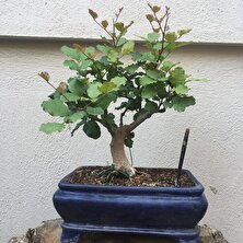 Murat Tohumculuk Murat Tohum Bodur Bonsai Keçiboynuzu Ağacı Tohumu Ekim Seti 5 Adet Tohum  Saksı  Toprak