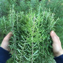 Murat Tohumculuk Murat Tohum Eko Paket Kekik Tohumu Aromatik Dağ Kekiği Tohumu 85 Adet Tohum