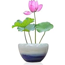 Serdar Çam Tohumculuk Nadir Ithal Lotus Tohumu 1 Tohum Lotus Çiçeği Tohumu Nilüfer Tohumu Su Zambağı Tohumu Zambak Tohumu