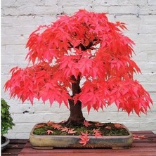 Tohumcumm 5 Adet Tohum Bodur Bonsai Japon Red Maple Ağacı Bonzai Tohumu