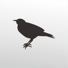 Technopa Folyo Sticker Bülbül