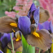 Vipfoni Golden Beauty Iris Süsen Soğanı - 10 Adet