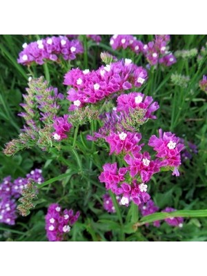 Ata Tohumculuk 5 Adet Tohum Çok Nadir Çiçek Deniz Lavantası Lavanta Çiçeği Sürpriz Hediye Tohum