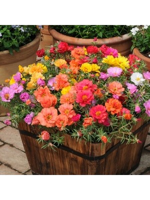 Ata Tohumculuk 10 Adet Tohum Katmerli Ipek Çiçeği Tohum Ipek Çiçeği Tohumu