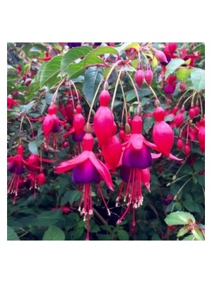 Ata Tohumculuk 10 Adet Tohum Yer Küpelisi Çiçeği Tohumu Küpeli Çiçek Tohumu