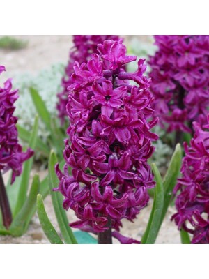 Ev Ve Bahçe Hyacinthus Woodstock Sümbül Soğanı (3 Adet)