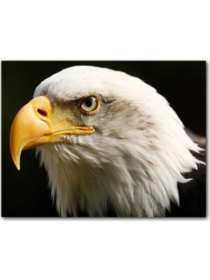 Cakatablo Ahşap Tablo Amerikan Kartalı Başı Yakın Çekim
