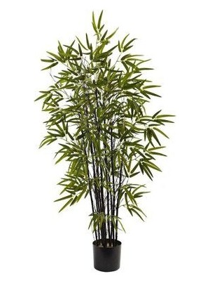 Serdar Çam Tohumculuk Nadir Ithal Kara Bambu Tohumu Ekim Seti 5 Tohum Saksı Toprak Kombin