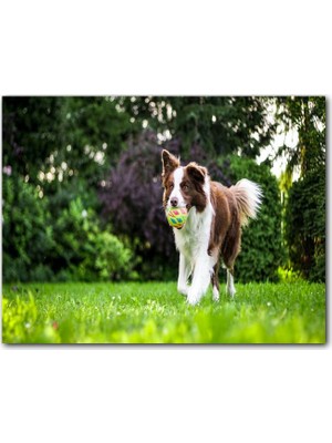 Cakatablo Ahşap Tablo Oyuncu Çoban Köpeği ve Topu