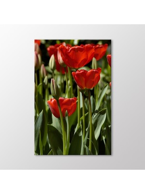 Kırmızı Laleler Tablo