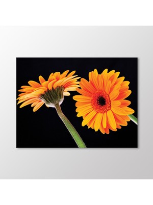 Arty Tablo Sarı Krizantemler Tablo