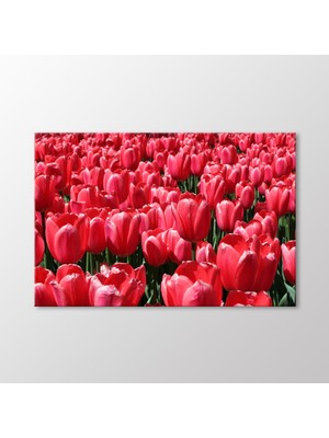 Arty Tablo Laleler Tablo