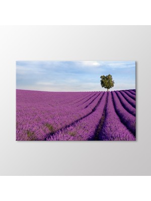 Arty Tablo Lavanta Tarlası Tablo