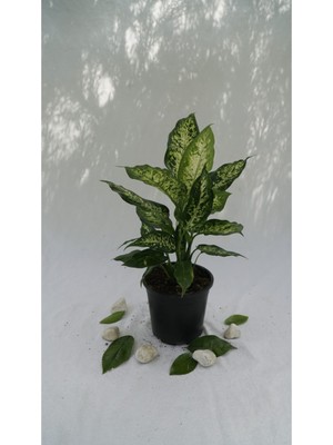 Bitki Fidanım Difenbahya Camilla Çiçeği 30-40CM