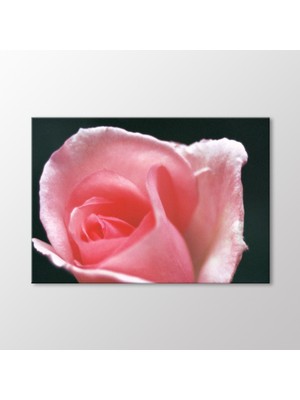 Arty Tablo Pembe Gonca Gül Tablo