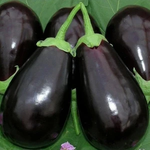 20 Adet Tohum Dolmalık Bostan Palıcanı Tohumu Patlıcan Tohumu  Tohum Yerli Sürpriz Hediyelidi