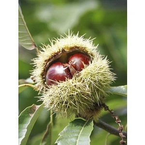 Peyzaj Store Aşılı Kestane Fidanı