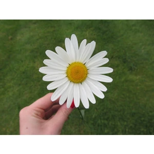 20 Adet Tohum Papatya Tohumu Dev Papatya Tohumu