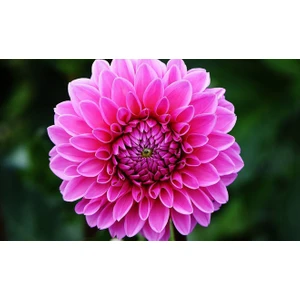 10 Adet Yıldız Çiçeği Tohumu Karışık Dahlia Yıldız Çiçek Tohumu