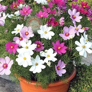 10 Adet Tohum Kosmos Çiçeği Tohumu Cosmos Çiçek Tohumu + Saksı + Toprak