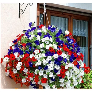 10 Adet Tohum Karışık Petunya Çiçeği Tohumu