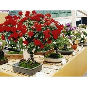 Bodur Bonsai Kırmızı Gül Ağacı Tohumu 5 Adet Gül Tohumu