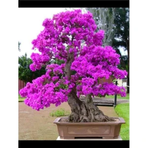 5 Adet Tohum Bodur Erguvan Ağacı Tohumu Bonsai Seti - Toprak + Saksı Erguvan Tohumu