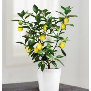 10 Adet Tohum Bodur Bonsai Limon Ağacı Tohumu Italyan Limon + Saksı + Toprak