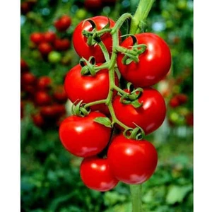 TOHUMCUMM10 Adet Erkenci Salkım Domates Tohumu