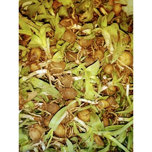 Salep Fidesi 250 Adet