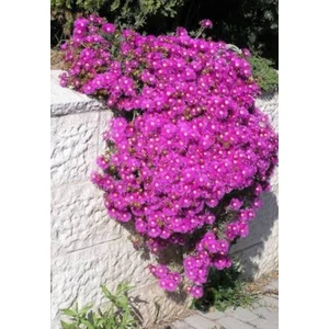 Acem Halısı  Fidanı (Viyolde)