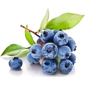 Murat Tohumculuk Murat Tohum Yaban Mersini Tohumu Blueberry Tohumu Ekim Seti 10 Adet Tohum + Saksı + Toprak