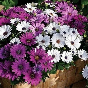 Ata Tohumculuk 10 Adet Tohum Nadir Afrika Papatyası Çiçeği Tohumu