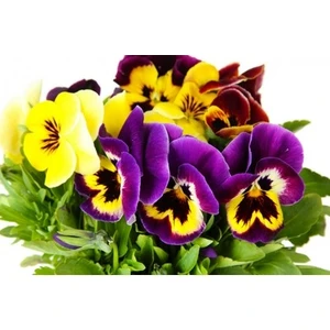 Ata Tohumculuk 10 Adet Tohum Hercai Menekşe Güzel Çiçek Çiçeği Tohumu Çiçek Tohumu