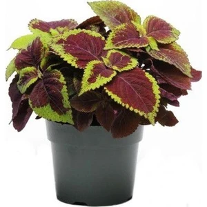 Murat Tohum Karışık Yaprak Güzeli Çiçeği Tohumu Kolyos Çiçeği Tohumu Ekim Seti 10 Adet Tohum + Saksı + Toprak