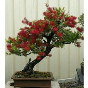 Murat Tohum Bodur Bonsai Callistemon Ağacı Tohumu Ekim Seti 5 Adet Tohum +Saksı+Toprak