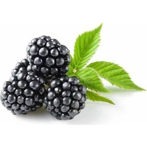 Ata Tohumculuk 5 Adet Tohum Ithal Nadir Tropikal Ahududu Ahu Dudu Kara Böğürtlen Tohum