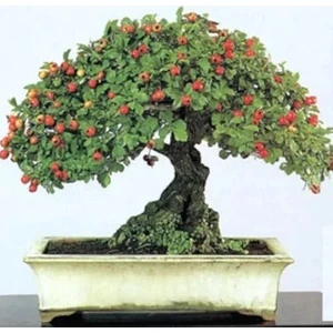 Ata Tohumculuk 20 Adet Tohum Alıç Bonsai Dağ Alıçı Saksı Topraklı
