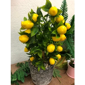 Ata Tohumculuk 10 Adet Tohum Bodur Bonsai Limon Ağacı Tohumu Italyan Limonseti Saksıtopraklıdır