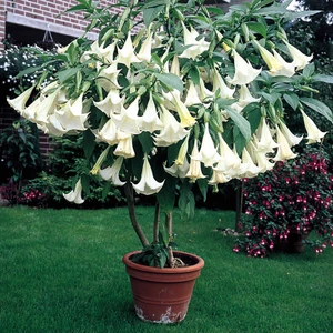 Ata Tohumculuk 5 Adet Tohum Nadir Bulunan Beyaz Angel Trumpet Çiçeği Meleklerin Borozanı Çiçeği