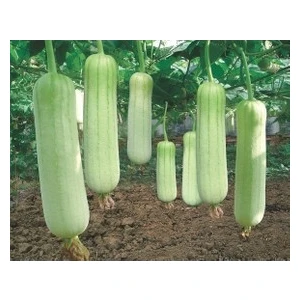 Ata Tohumculuk 100 Adet Tohum Eko Paket Lif Kabak Tohumu Kabak Tohumu Lif Kabağı Tohumu