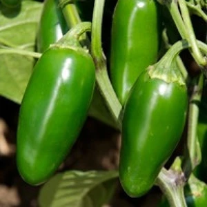 Ata Tohumculuk 5 Adet Ithal Acı  Jalepeno Biberi Tohumu Meksika Biberi Tohumu Halepeno Biber
