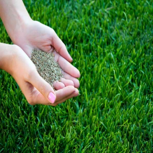 Murat Tohum 3lü Karaşım Ithal Çim Tohumu Çim Tohumu 500 Gram Tohum